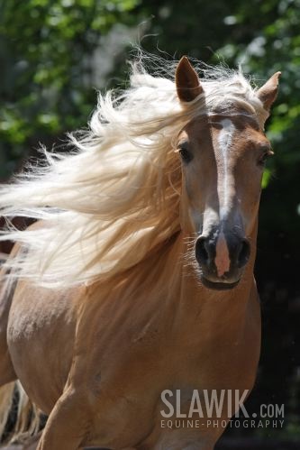 Haflinger_6.jpg