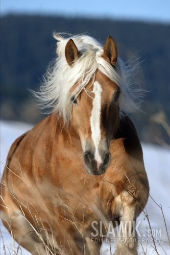 Haflinger